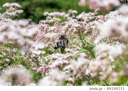 渡をする蝶として知られるアサギマダラが舞う里 渡をする蝶として知られるアサギマダラが舞う里 89190231