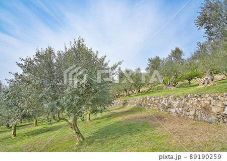 【小豆島オリーブ公園】香川県小豆郡小豆島町西村甲 89190259