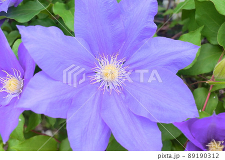 満開のクレマチス 満開のクレマチス 89190312