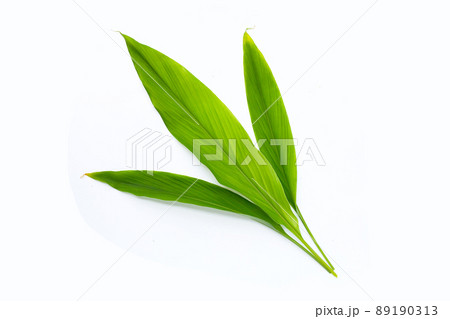 Green leaves of turmeric on white background. Green leaves of turmeric on white background. 89190313