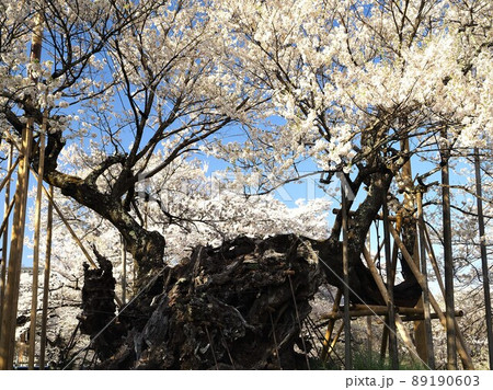 山梨県　満開の山高神代桜　4月 89190603