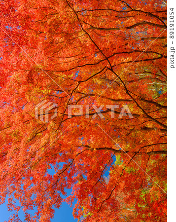 秋イメージ_紅葉するモミジ 秋イメージ_紅葉するモミジ 89191054