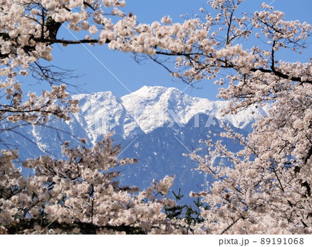 山梨県 南アルプスと清春芸術村の桜 4月 山梨県 南アルプスと清春芸術村の桜 4月 89191068