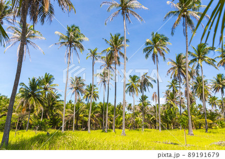 Tall palm trees on a wild Thailand island 89191679