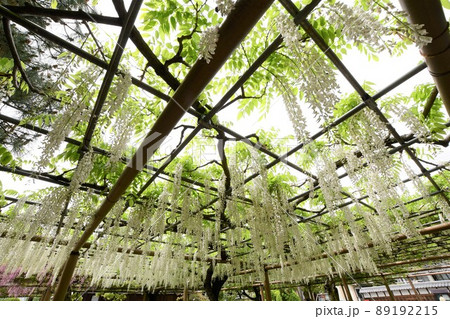 野田白藤の花 89192215