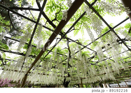 野田白藤の花 89192216