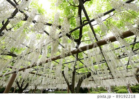 野田白藤の花 89192218