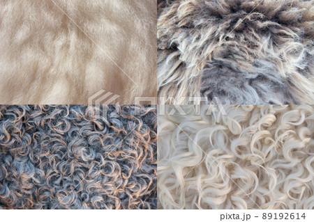 four sheepskin backgrounds 89192614