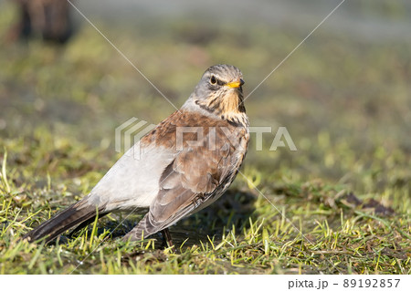snowbird on the green spring grass (Turdus pilaris). snowbird on the green spring grass (Turdus pilaris). 89192857