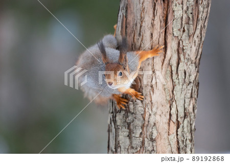 Red squirrel sitting on a tree branch in winter forest and nibbling seeds on snow covered trees background.. Red squirrel sitting on a tree branch in winter forest and nibbling seeds on snow covered trees background.. 89192868