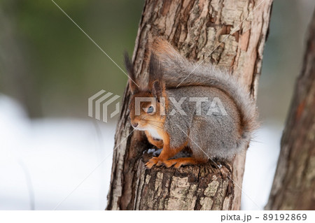 Red squirrel sitting on a tree branch in winter forest and nibbling seeds on snow covered trees background. Red squirrel sitting on a tree branch in winter forest and nibbling seeds on snow covered trees background. 89192869