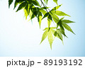 萌える青紅葉 89193192