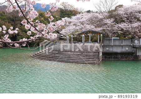 香川県三豊市財田町「戸川ダム公園」の桜 89193319