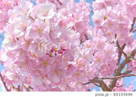 日本の春の花といえばやっぱり桜　桜の画像　背景素材 89193696