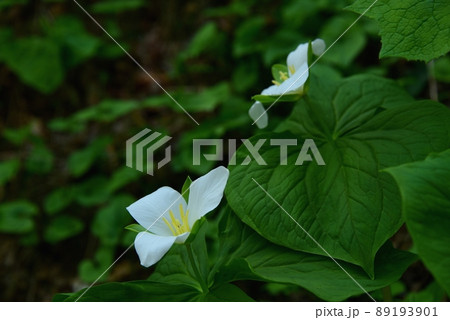 六甲高山植物園のオオバナノエンレイソウの花 六甲高山植物園のオオバナノエンレイソウの花 89193901