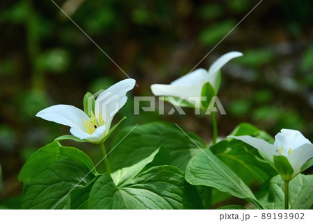 六甲高山植物園のオオバナノエンレイソウの花 六甲高山植物園のオオバナノエンレイソウの花 89193902