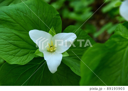 六甲高山植物園のオオバナノエンレイソウの花 六甲高山植物園のオオバナノエンレイソウの花 89193903