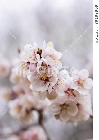 北海道札幌市で咲く桜の花 89193969