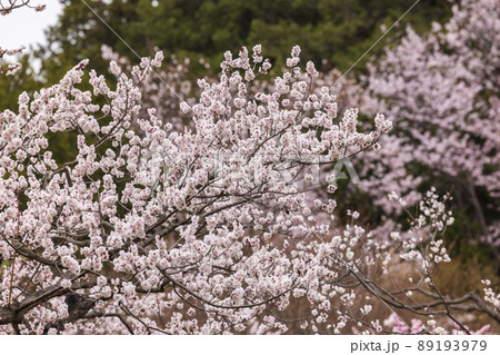 北海道札幌市で咲く桜の花 北海道札幌市で咲く桜の花 89193979