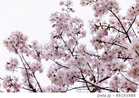 北海道札幌市で咲く桜の花 北海道札幌市で咲く桜の花 89193988