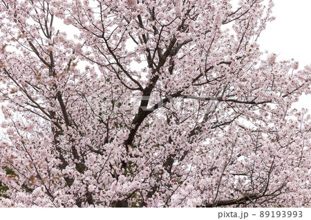 北海道札幌市で咲く桜の花 89193993