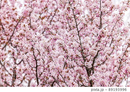 北海道札幌市で咲く桜の花 北海道札幌市で咲く桜の花 89193996