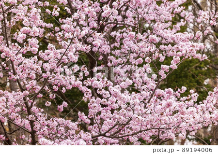 北海道札幌市で咲く桜の花 89194006