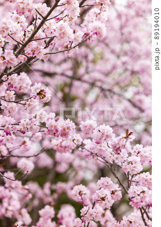 北海道札幌市で咲く桜の花 北海道札幌市で咲く桜の花 89194010