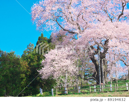 一本桜 - 戸津辺の桜(2015年) 一本桜 - 戸津辺の桜(2015年) 89194632