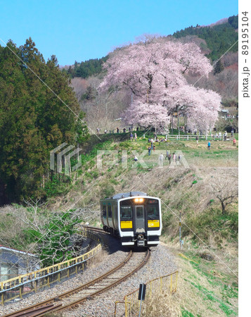 一本桜 - 水郡線と戸津辺の桜 一本桜 - 水郡線と戸津辺の桜 89195104