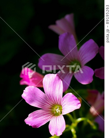 日向と日影のムラサキカタバミの花の写真素材