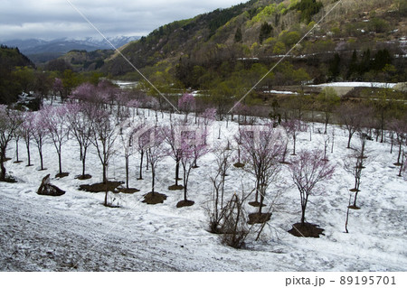 大井沢 桜 大井沢 桜 89195701