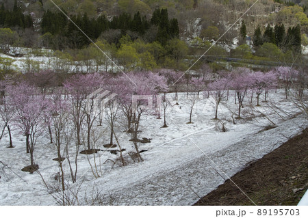 寒河江川　桜 89195703