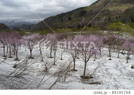 山形県 桜 山形県 桜 89195708