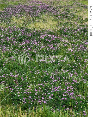草原に咲く花 草原に咲く花 89195791