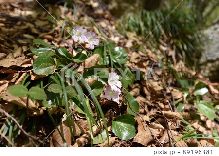 イワウチワ 89196381