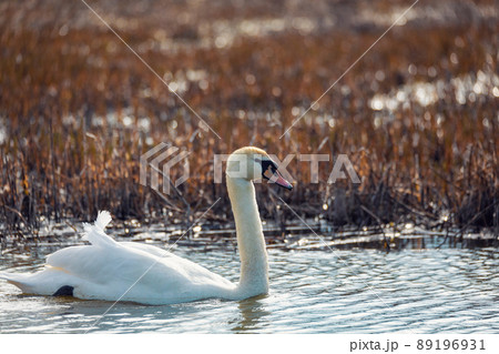 Wild bird mute swan female in winter on pond 89196931