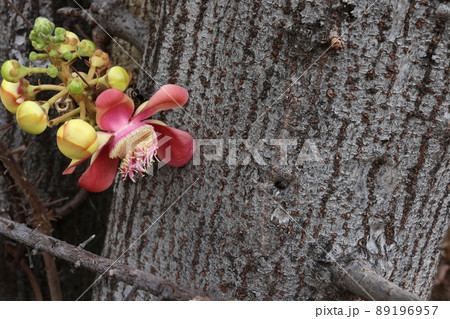 Cannonball's flowers are on branch blooming. Cannonball's flowers are on branch blooming. 89196957