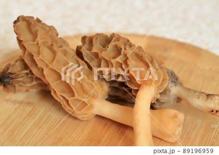 春を告げるアミガサタケ 高級きのこ 春を告げるアミガサタケ 高級きのこ 89196959