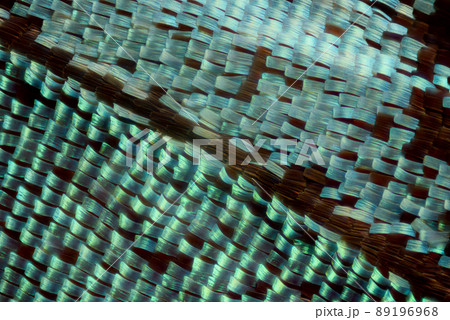 Extreme macro of butterfly wing scales under the microscope 89196968