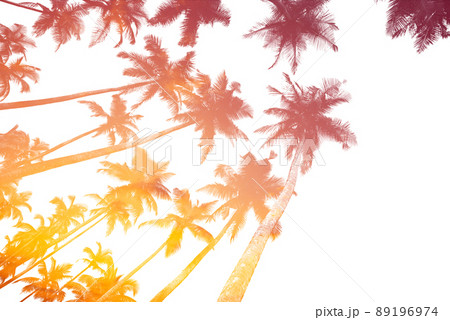 Tropical palm trees silhouettes isolated on white with sunset sky double exposure effect 89196974