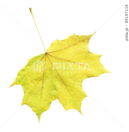 Yellow maple leaves isolated on white background Yellow maple leaves isolated on white background 89197116