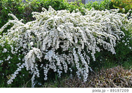 コデマリ（小手毬） 89197209