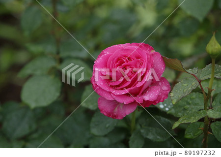 荒尾市　おもやい市民花壇　バラの花、 89197232