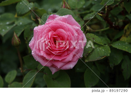 荒尾市 おもやい市民花壇 バラの花、 荒尾市 おもやい市民花壇 バラの花、 89197290