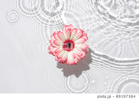 Sunny summer background with gerbera flower. The texture of the water surface. 89197364