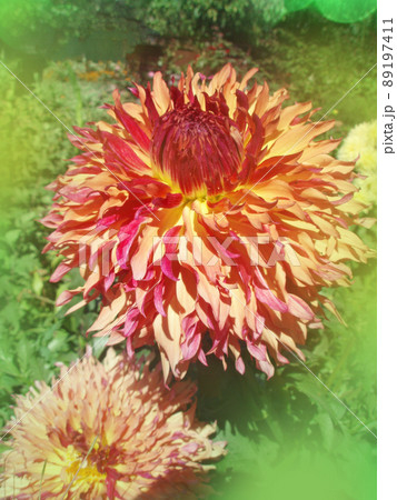 Dahlia cactus type. Dahlia cactus type. 89197411