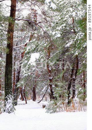 松原冬景色 松原冬景色 89197544