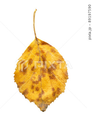 Yellow fallen leaf of birch tree isolated. Autumn leaf of birch tree. 89197590