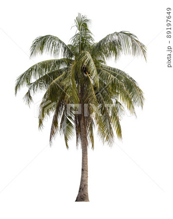 Coconut tree isolate on white background, Save clipping path. Coconut tree isolate on white background, Save clipping path. 89197649